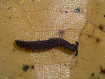 Media type: image; Invertebrate Zoology 152095